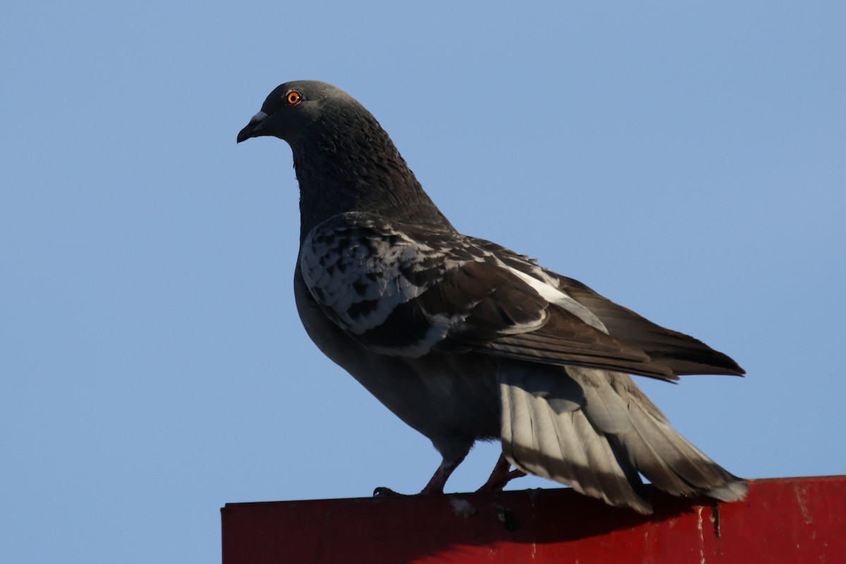 Rock Pigeon (Feral Pigeon) - ML193619961