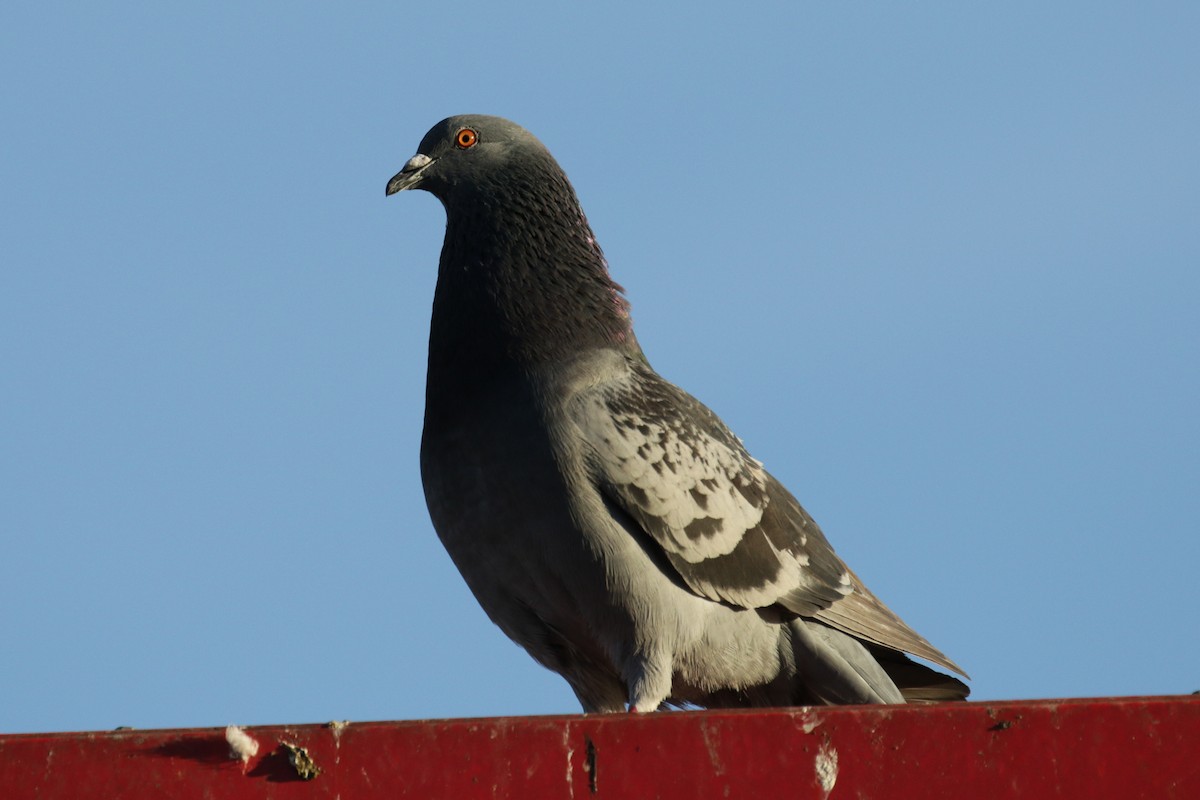 Rock Pigeon (Feral Pigeon) - ML193619981
