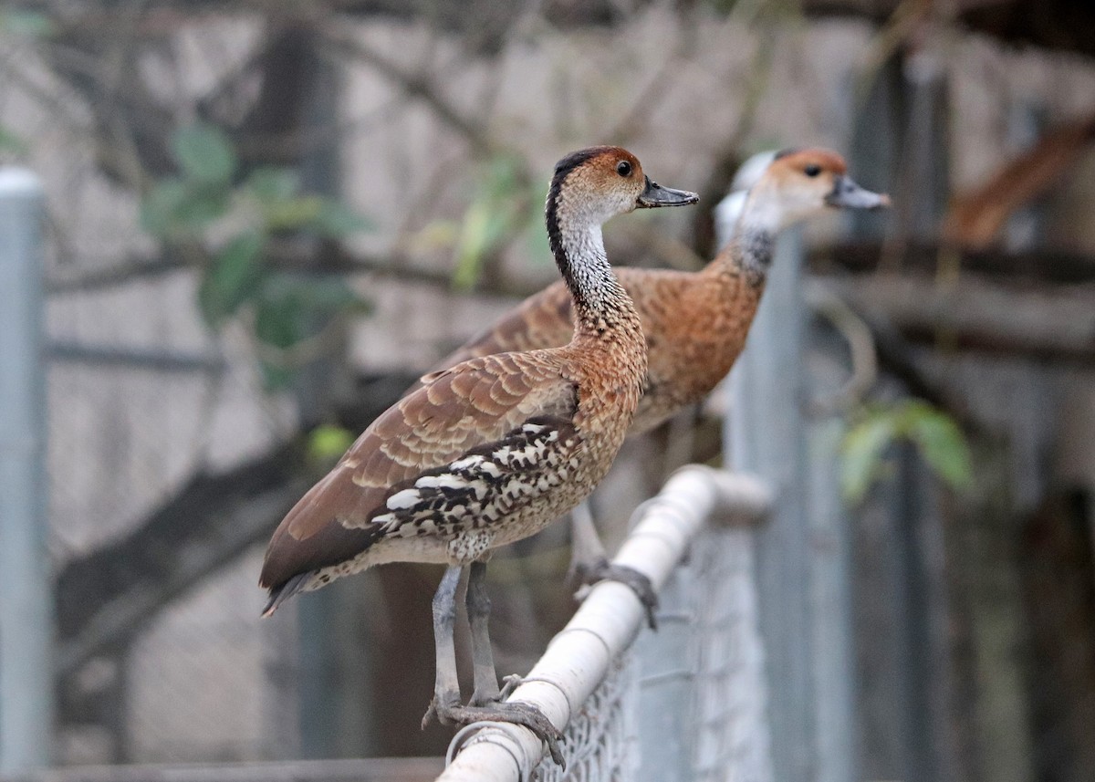 West Indian Whistling-Duck - ML193622241