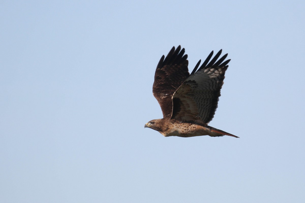 Red-tailed Hawk (calurus/alascensis) - Alex Lamoreaux