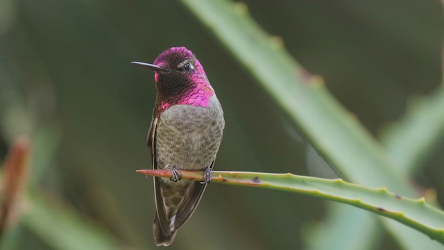 Anna's Hummingbird - ML193627521