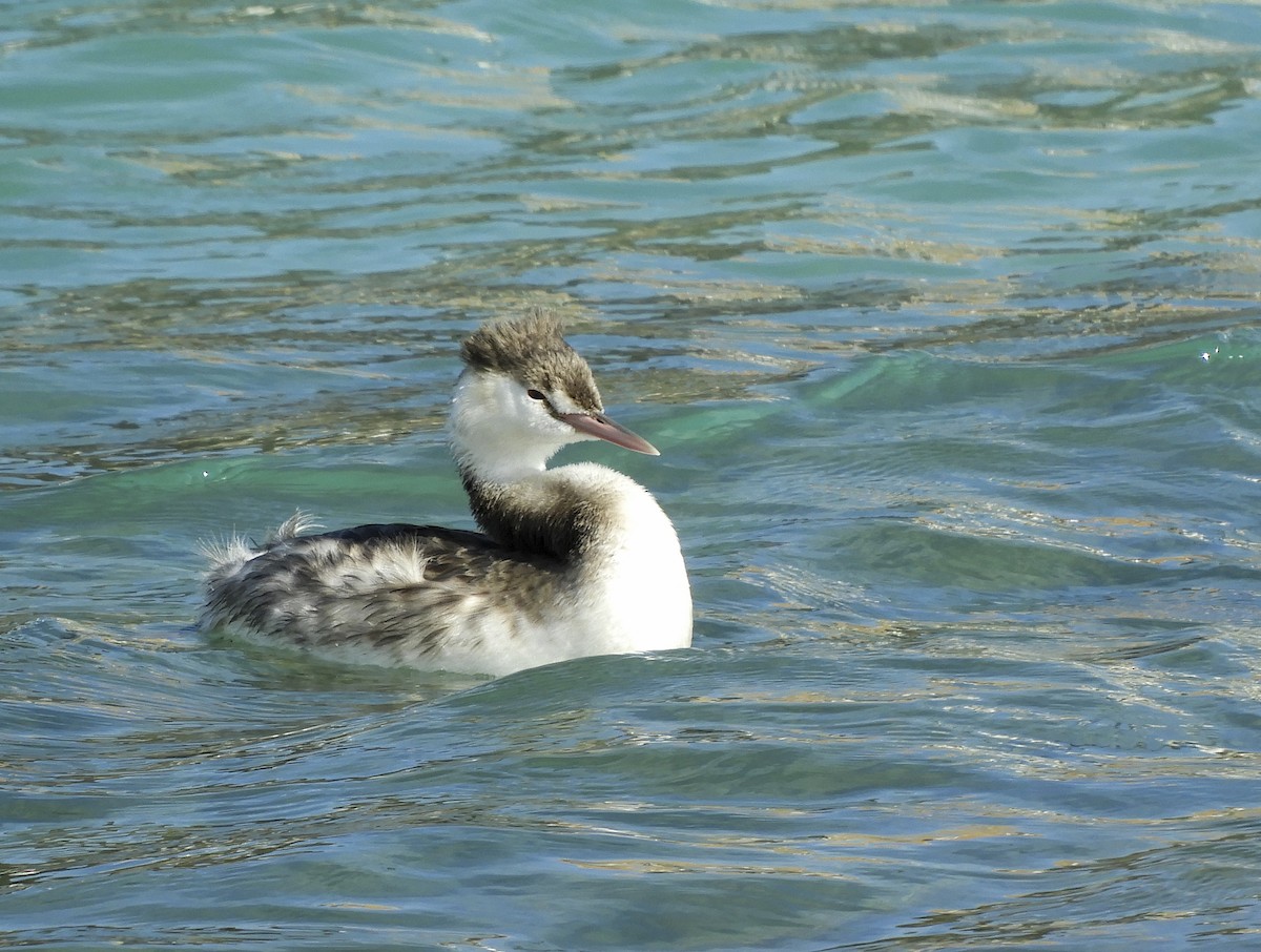 Great Crested Grebe - ML193628321