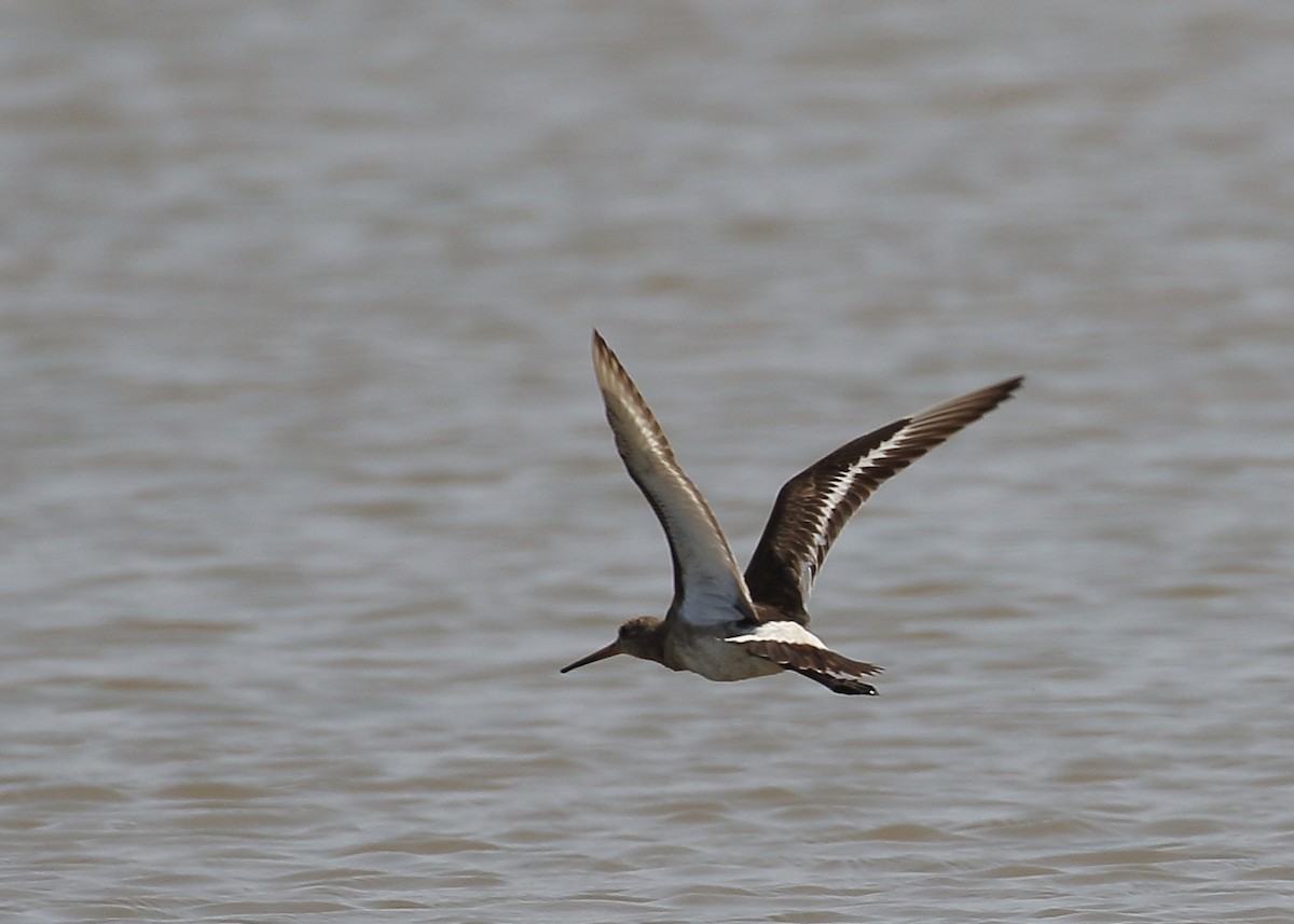 Black-tailed Godwit (limosa) - ML193634301