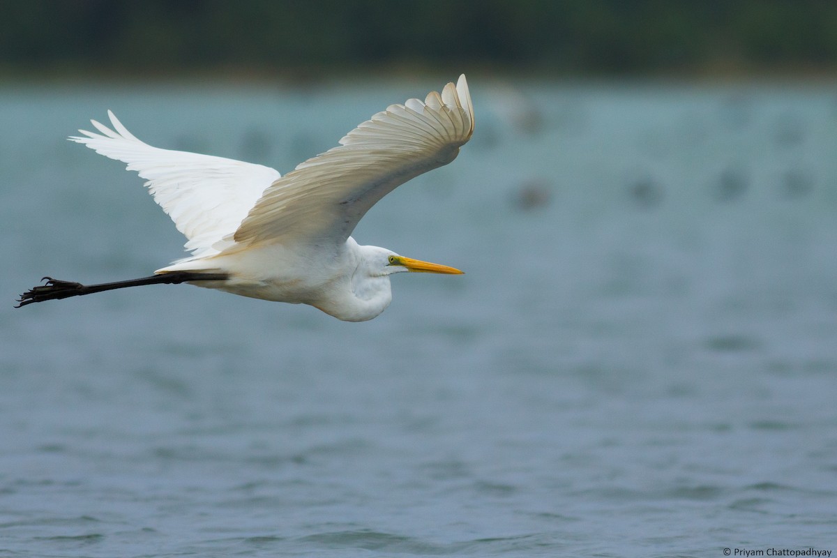 Great Egret - Priyam Chattopadhyay