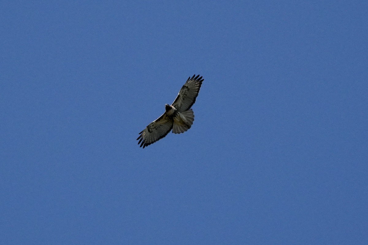 Red-tailed Hawk - ML193640291