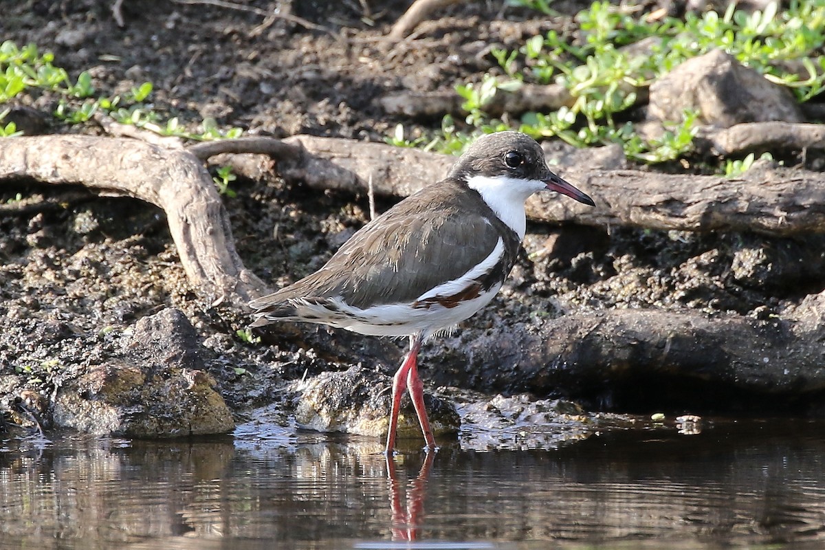 Red-kneed Dotterel - ML193641381