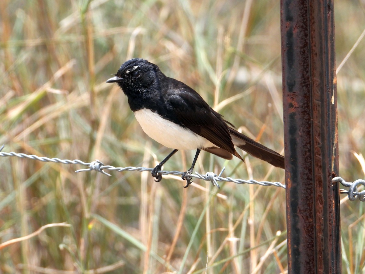 Willie-wagtail - ML193641781