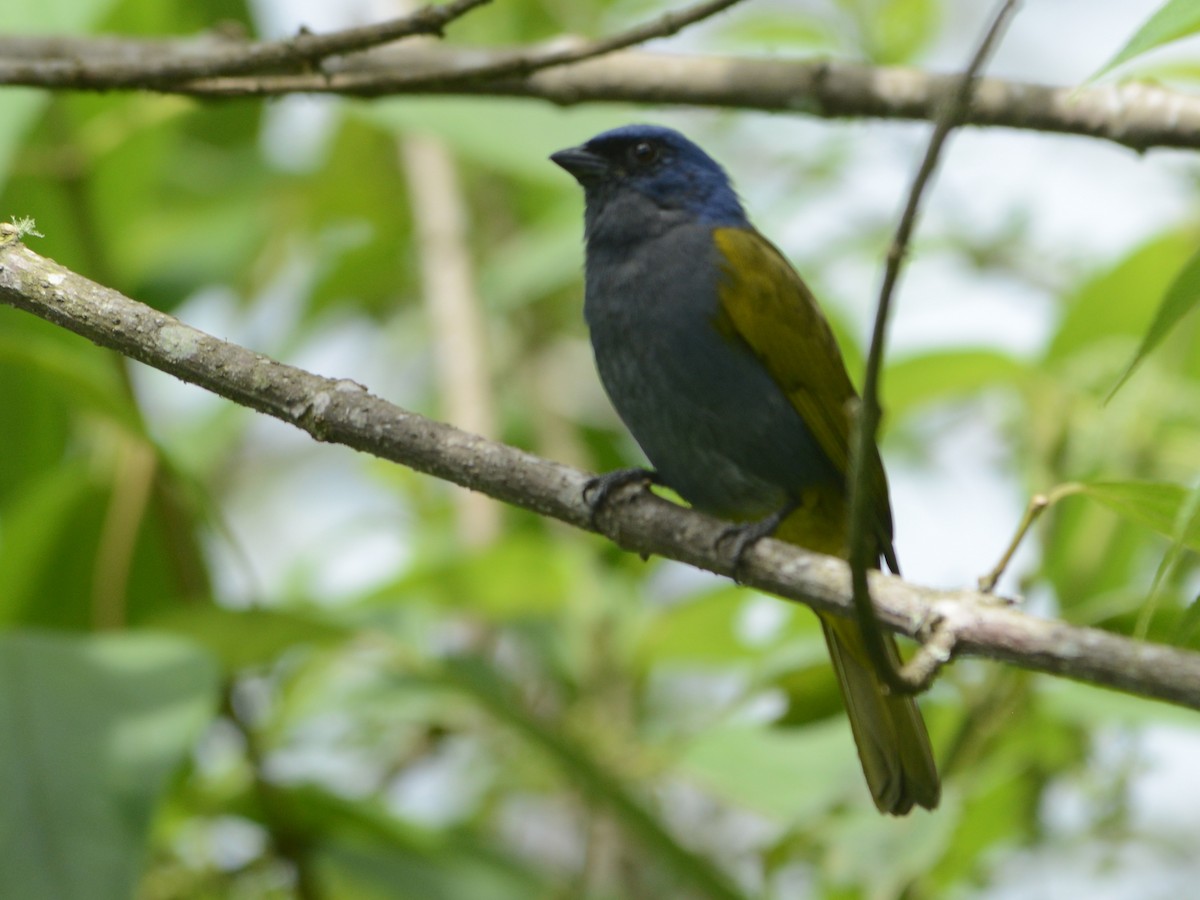 Blue-capped Tanager - ML193642251