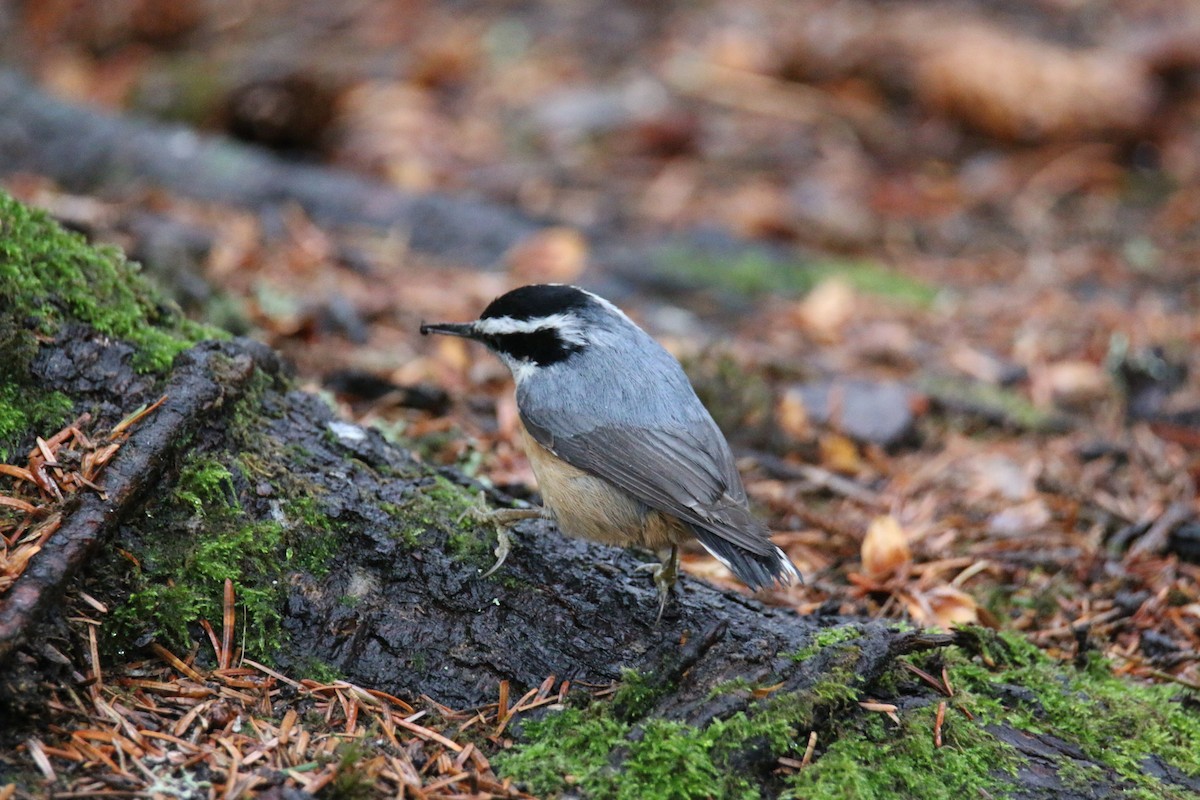 Red-breasted Nuthatch - ML193644011