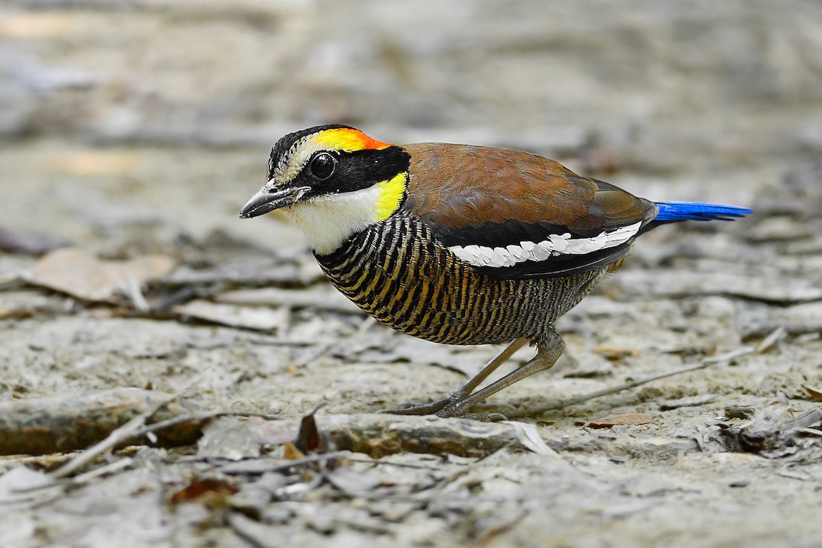 Malayan Banded-Pitta - Natthaphat Chotjuckdikul