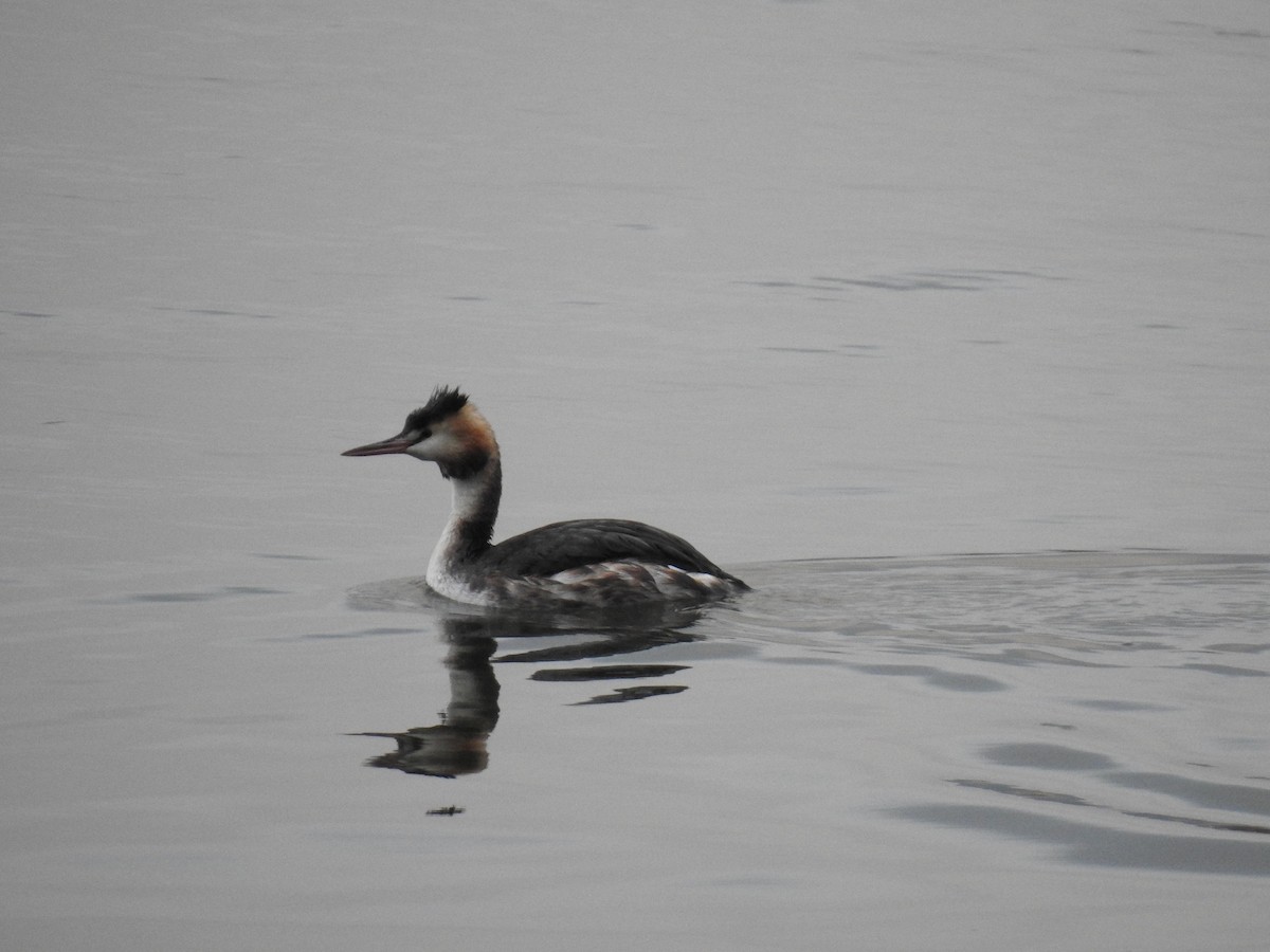 Great Crested Grebe - ML193646381