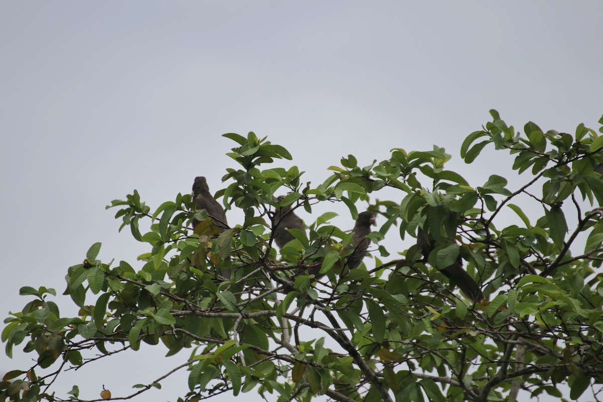 Seychelles Parrot - ML193646531