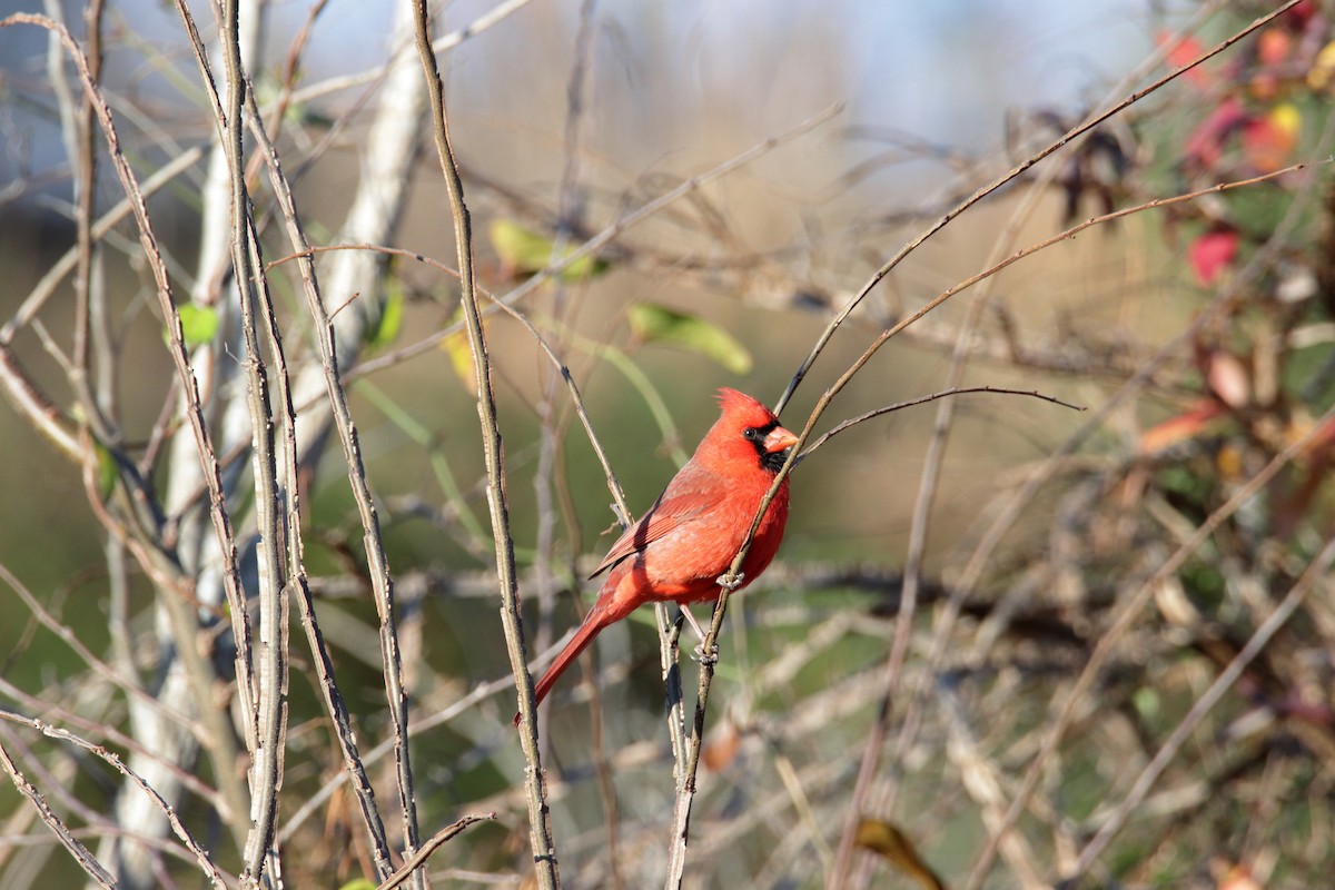 Cardinal rouge - ML193647141