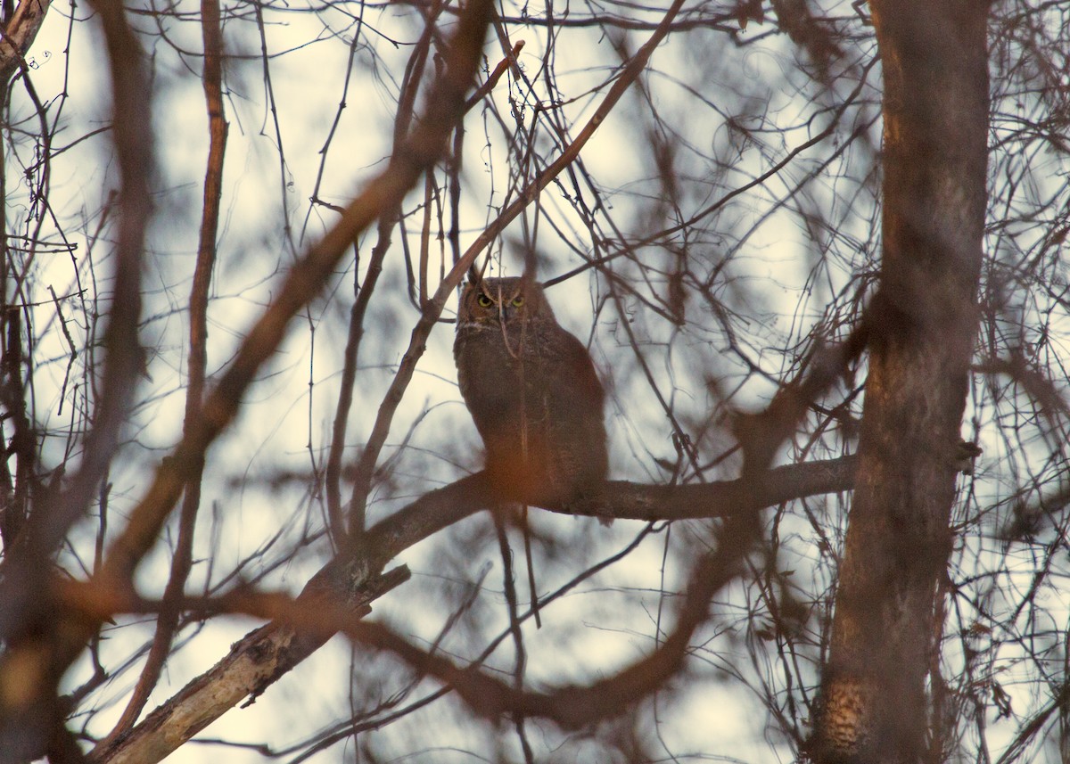 Great Horned Owl - ML193647801