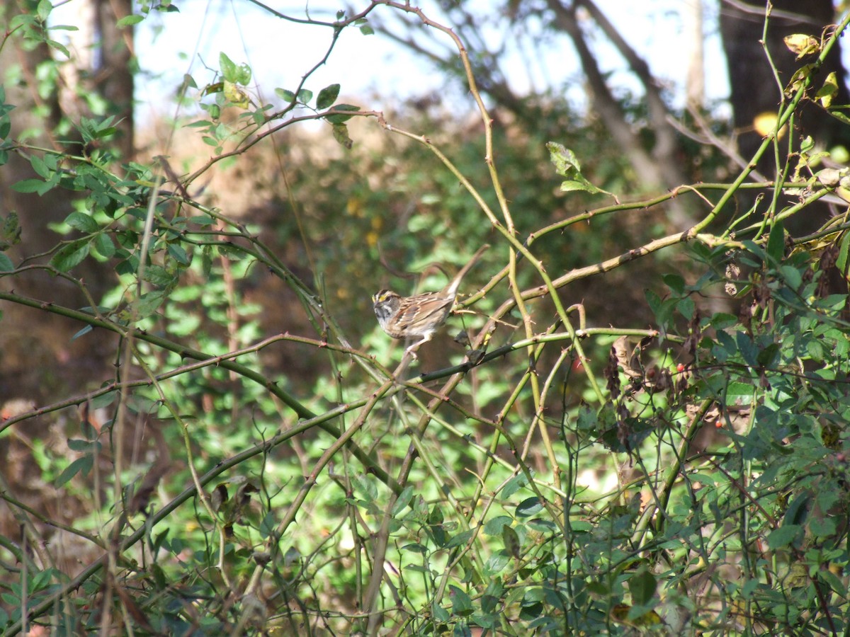 White-throated Sparrow - Thomas Sudol