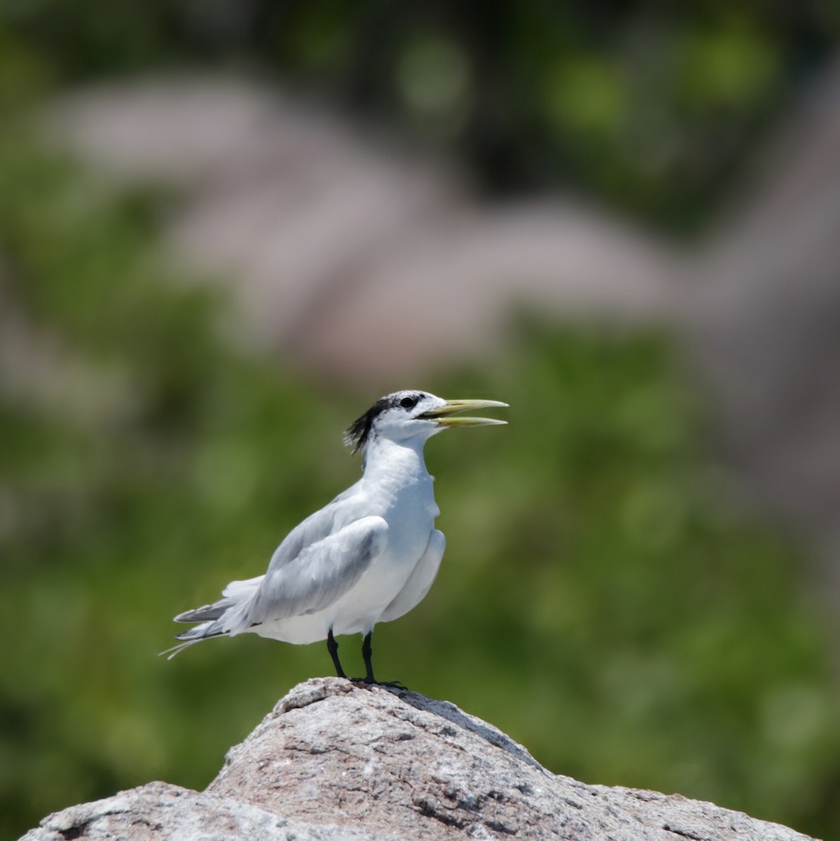 Great Crested Tern - ML193648731