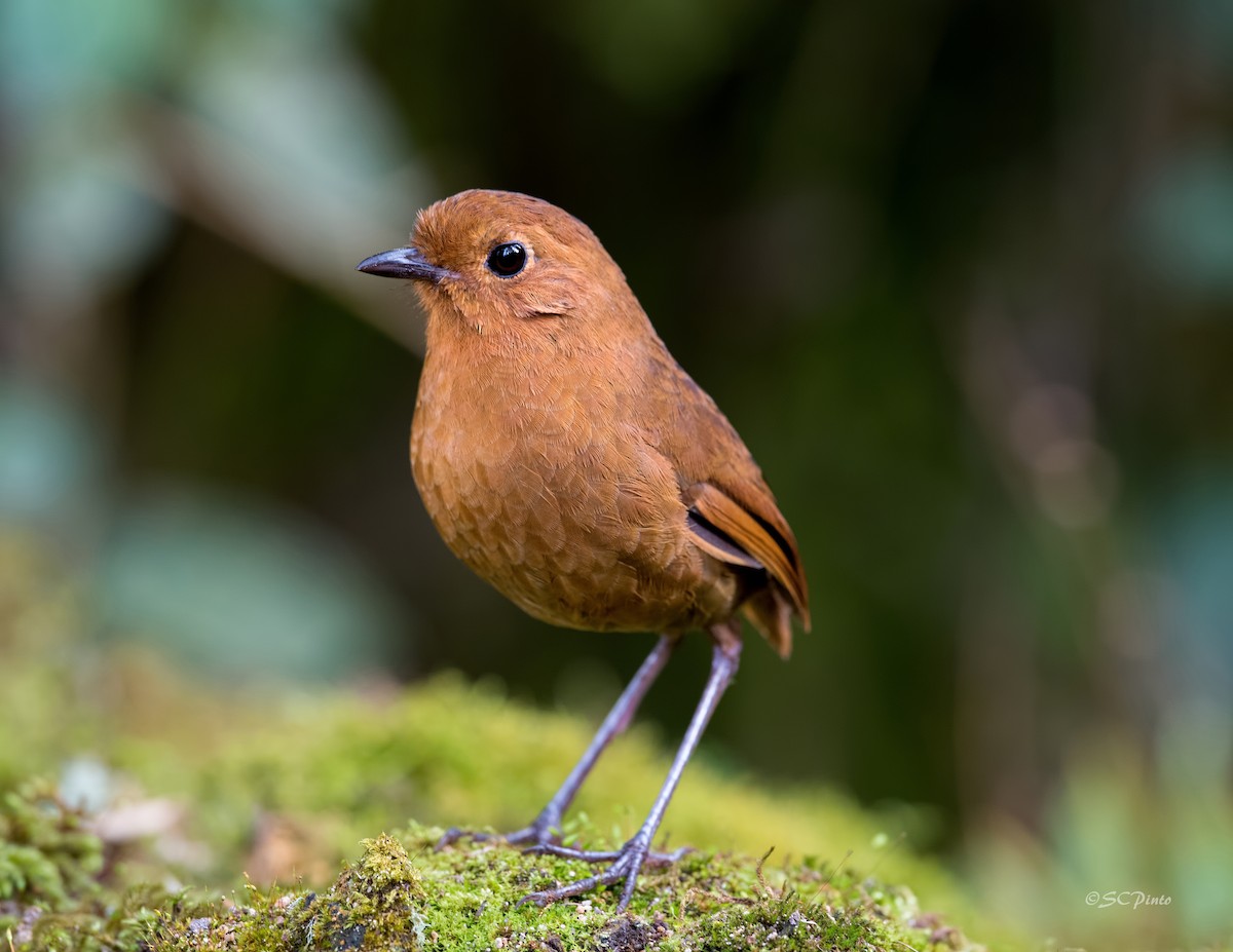 Rufous Antpitta Shailesh Pinto