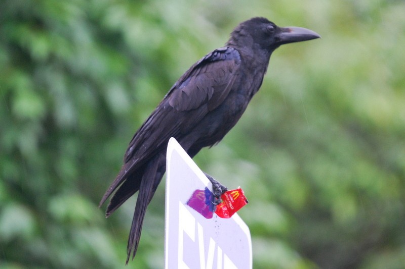 Large-billed Crow - Kok Hui Tan
