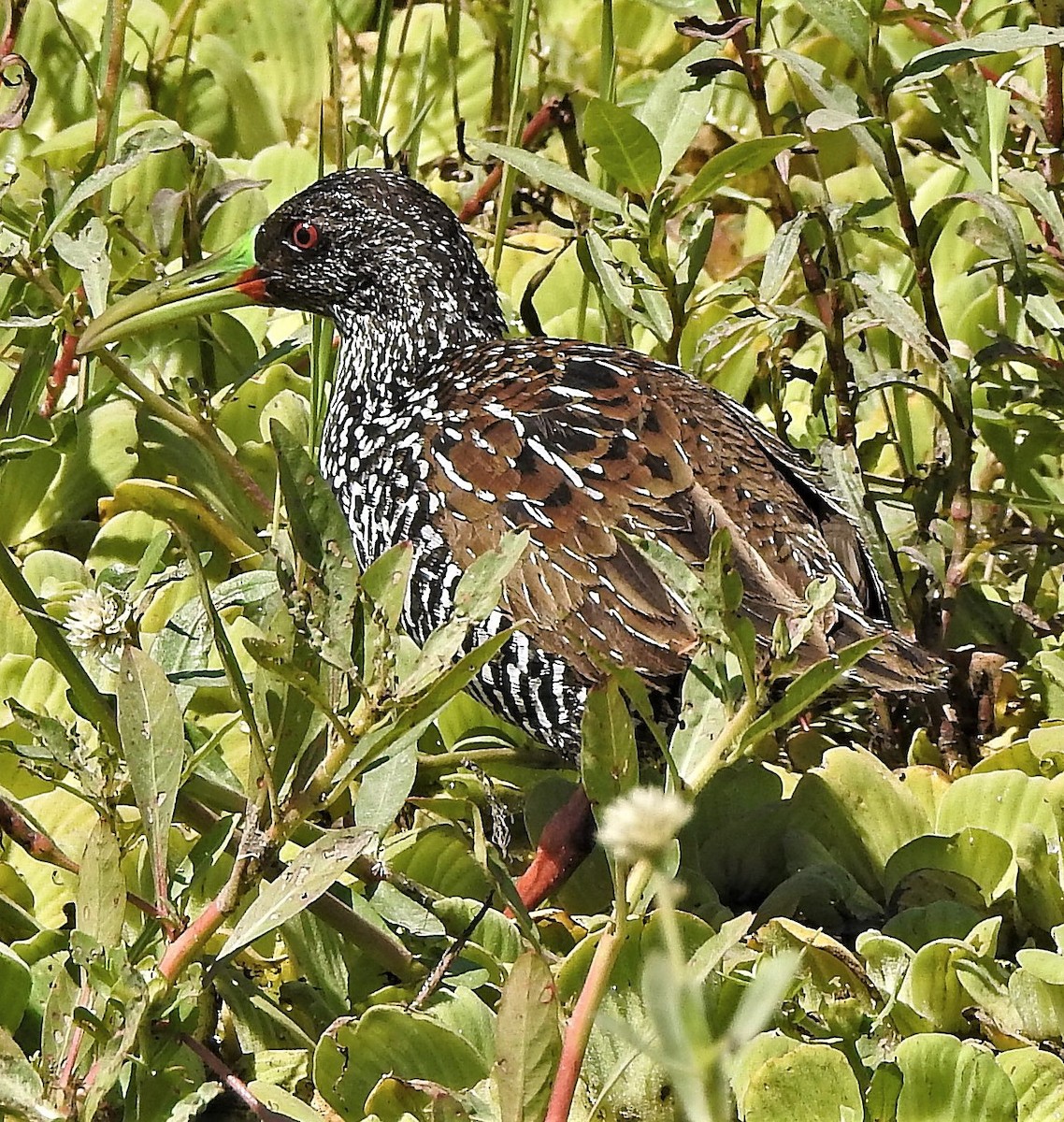 Spotted Rail - ML193653101
