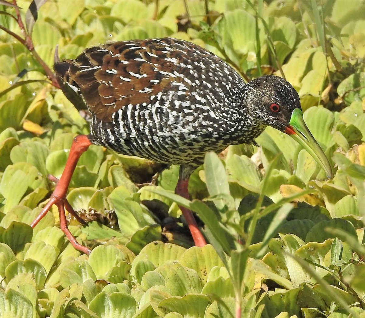 Spotted Rail - ML193653131