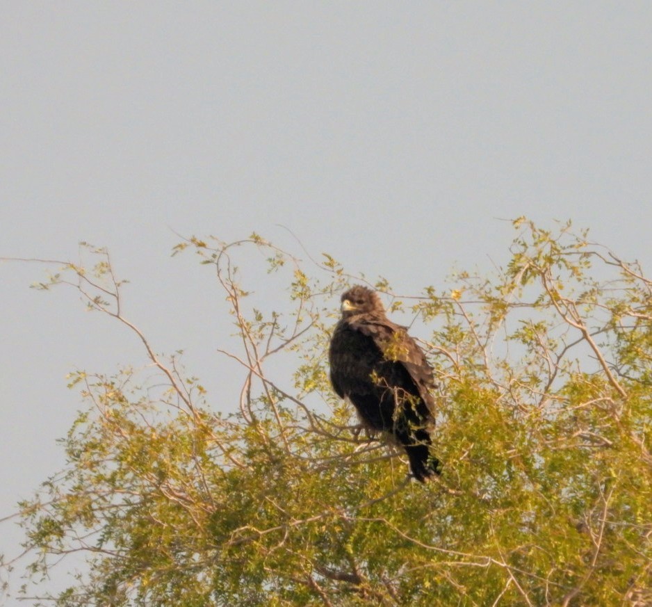 Indian Spotted Eagle - Kalpesh Gaitonde
