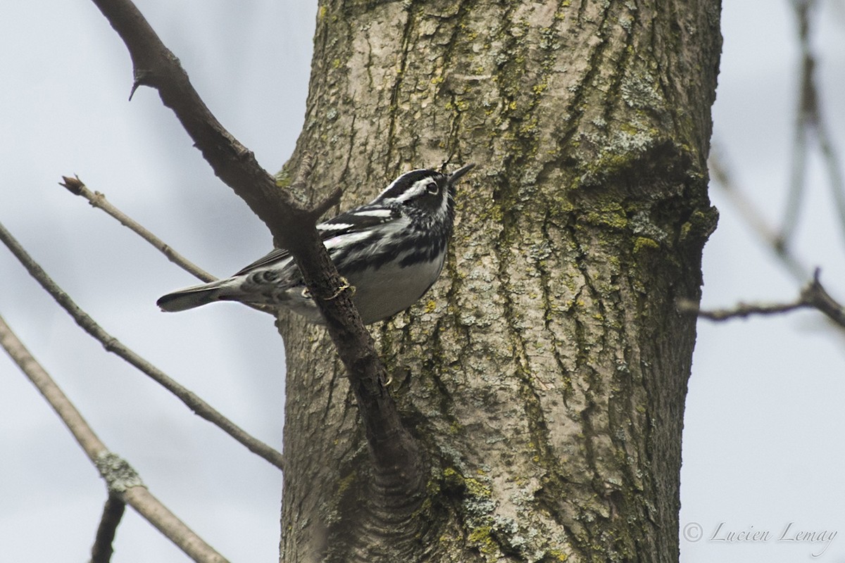 Black-and-white Warbler - ML193657121