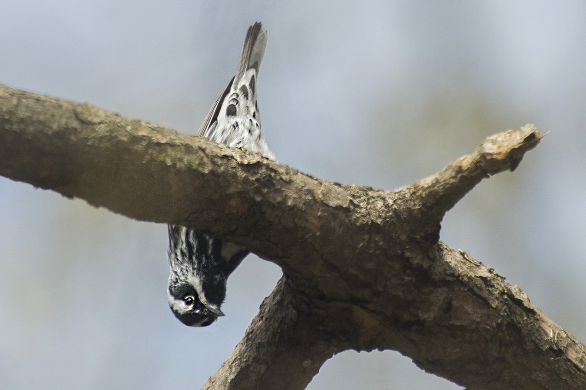 Black-and-white Warbler - ML193657171