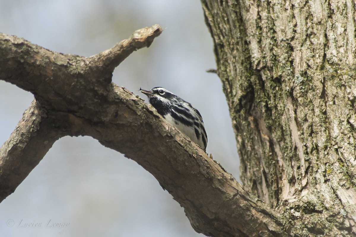 Black-and-white Warbler - ML193657221