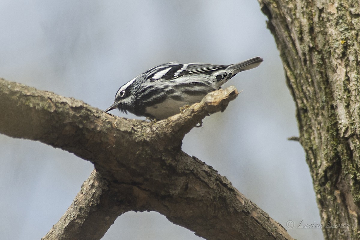 Black-and-white Warbler - ML193657271