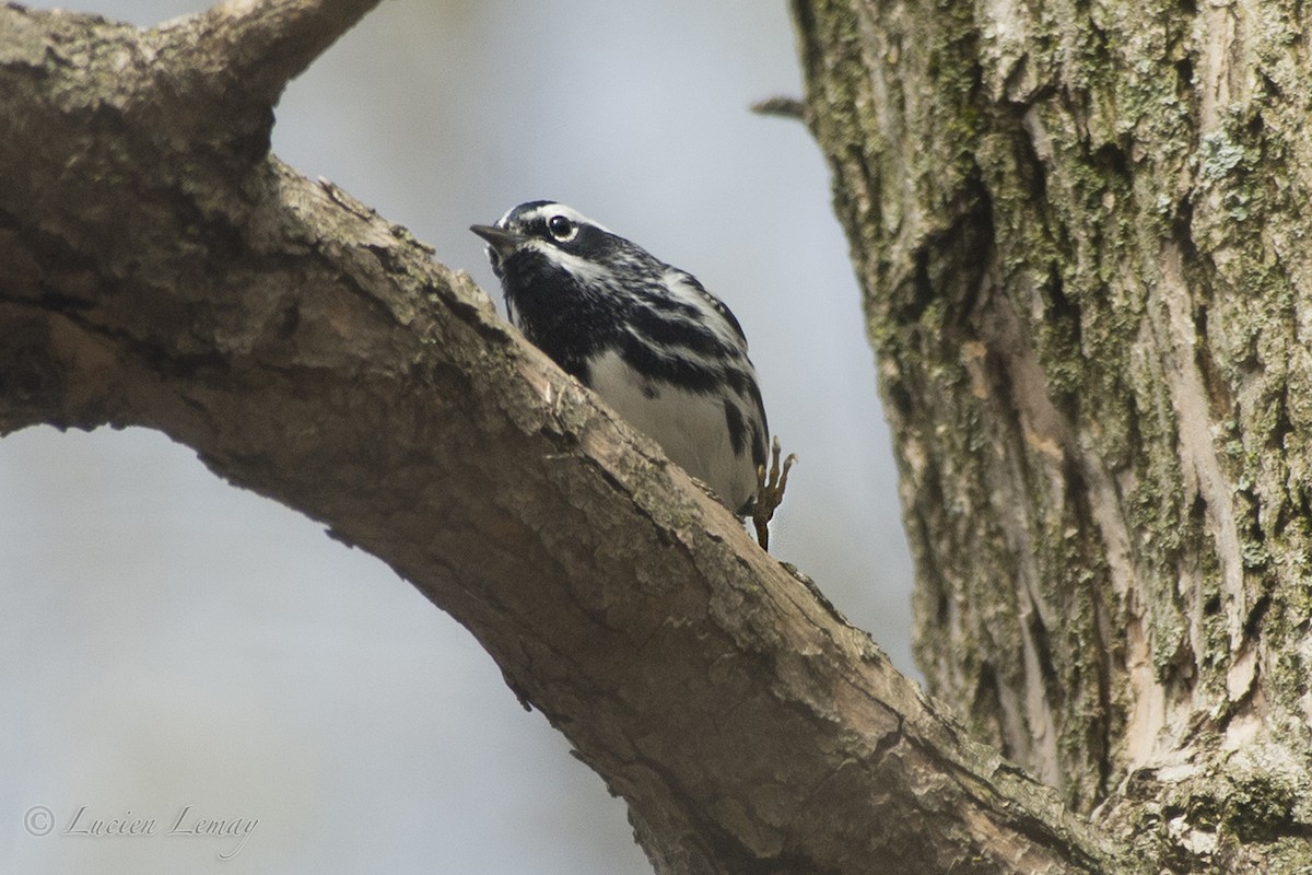 Black-and-white Warbler - ML193657291
