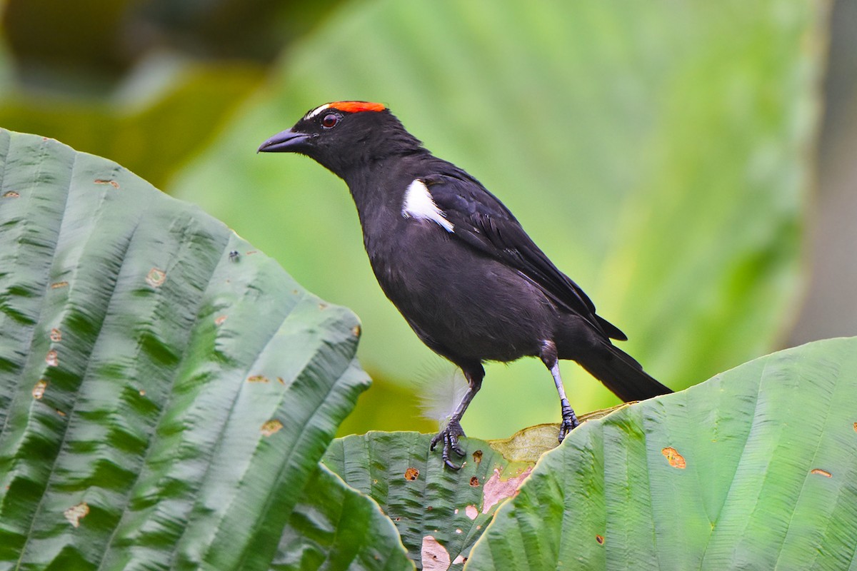 Scarlet-browed Tanager - ML193662501