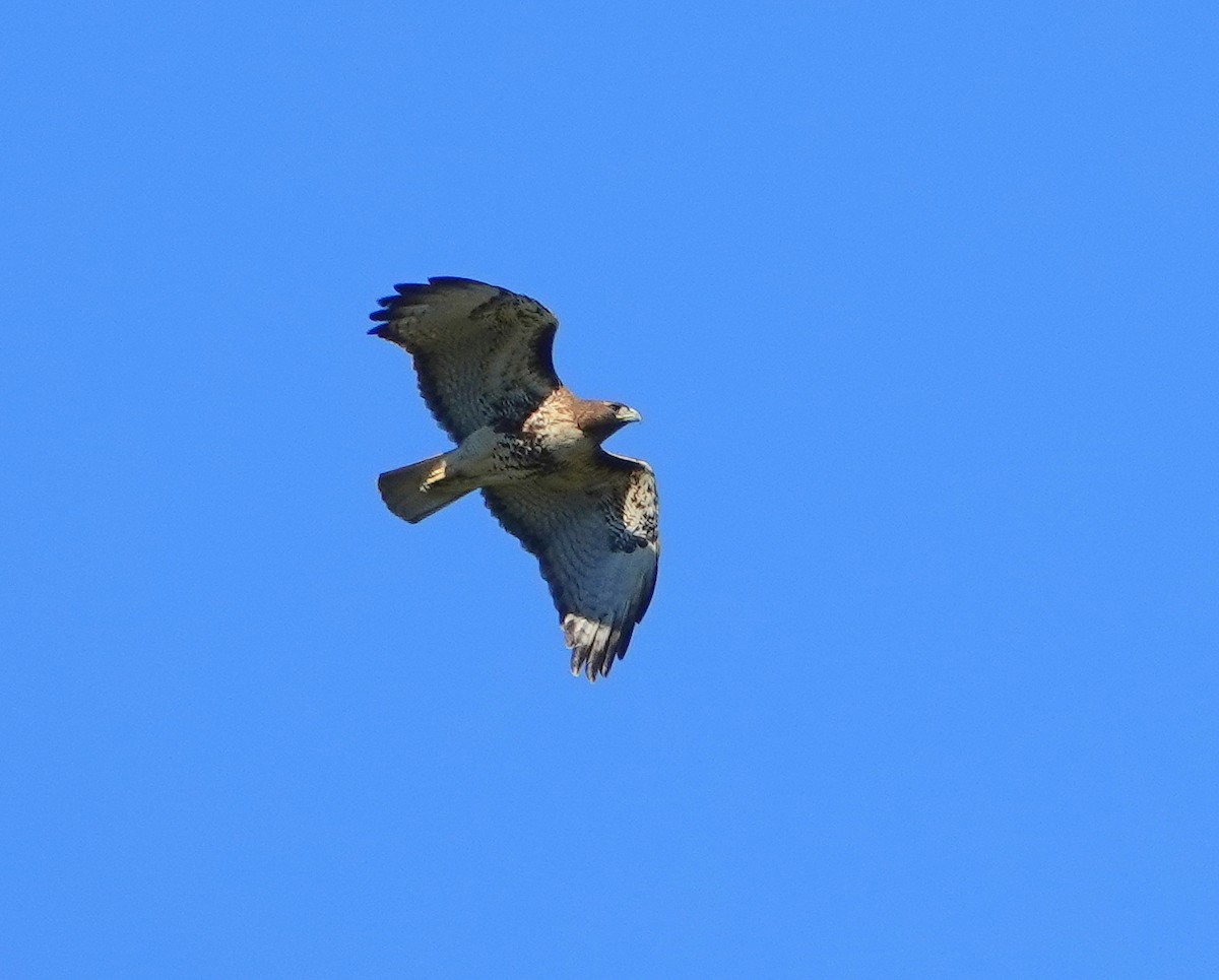 Red-tailed Hawk - ML193663341