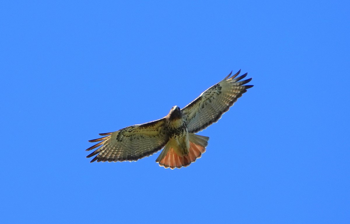 Red-tailed Hawk - ML193663421