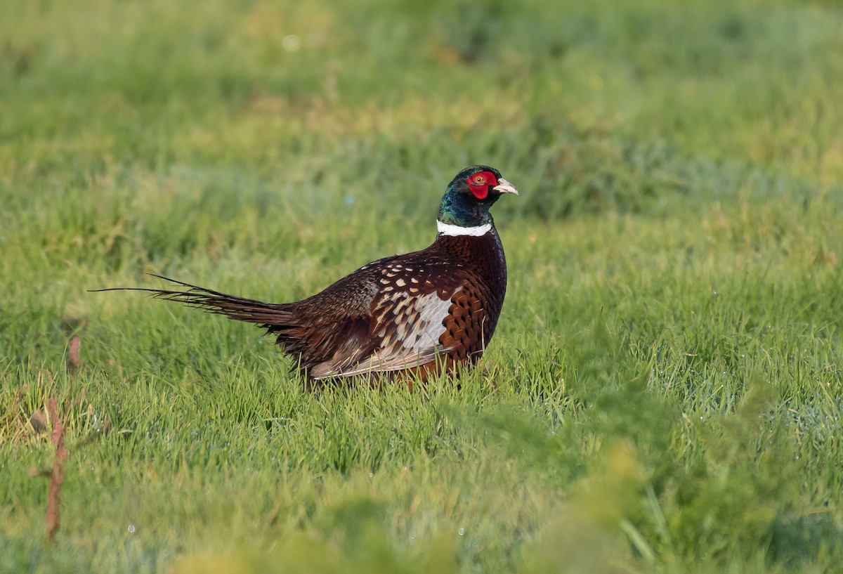 Ring-necked Pheasant - ML193664651