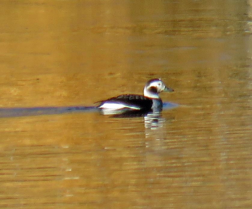 Long-tailed Duck - JoAnn Potter Riggle 🦤