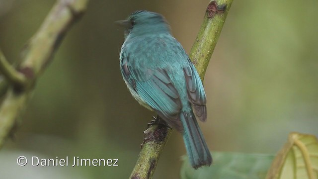 Turquoise Flycatcher - ML193669031