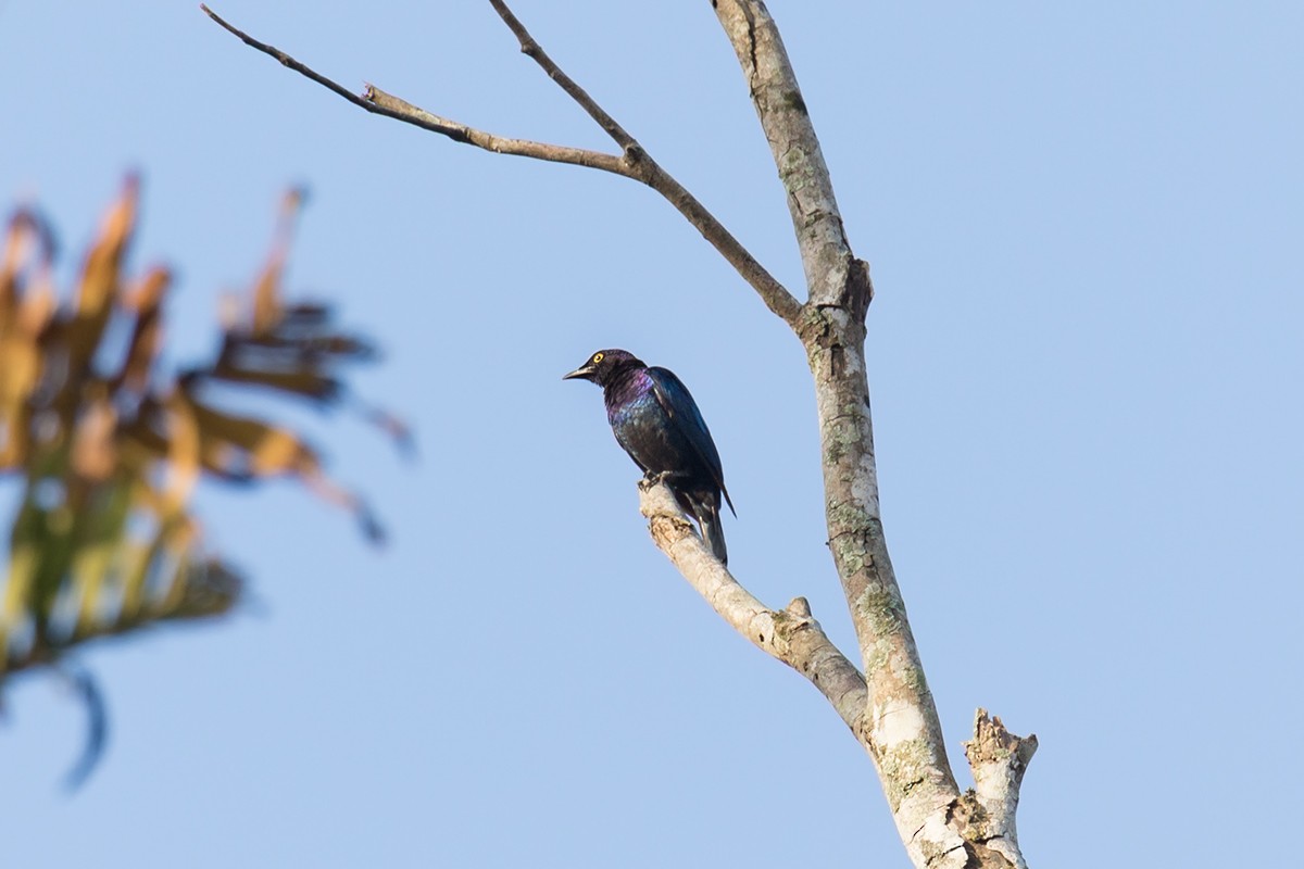 Copper-tailed Starling - ML193670501