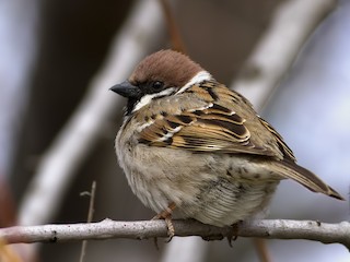  - Eurasian Tree Sparrow