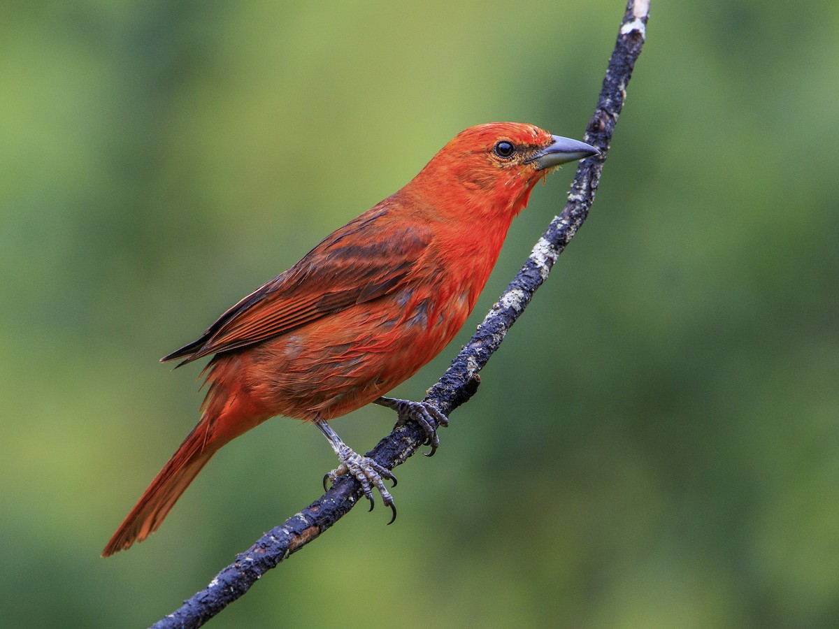 Hepatic Tanager - Piranga flava - Birds of the World