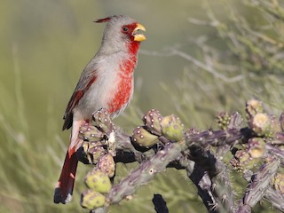 Pyrrhuloxia Cardinalis Sinuatus Birds Of The World