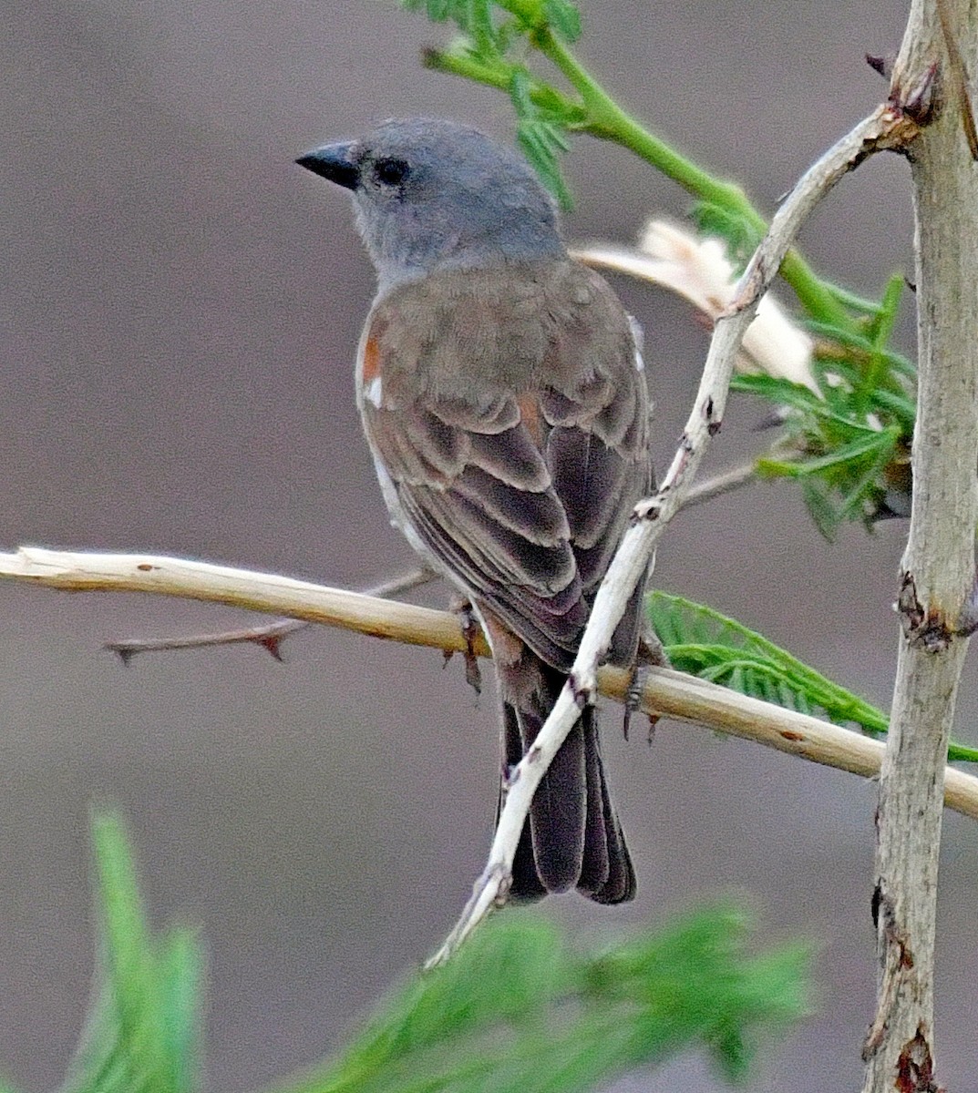 Southern Gray-headed Sparrow - Daniel Murphy