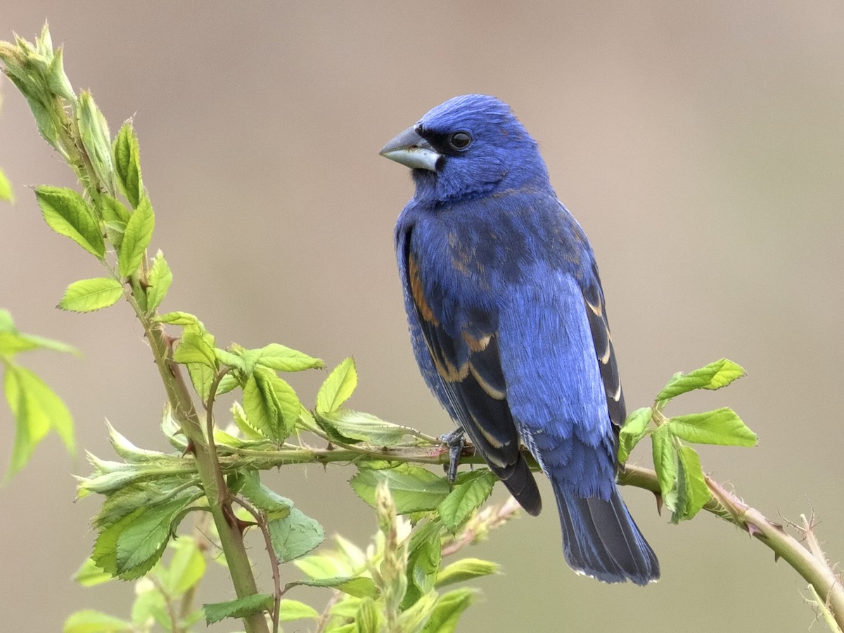 Blue Grosbeak - eBird