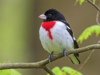 Rose-breasted Grosbeak - Pheucticus ludovicianus - Birds of the World