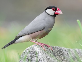  - Java Sparrow