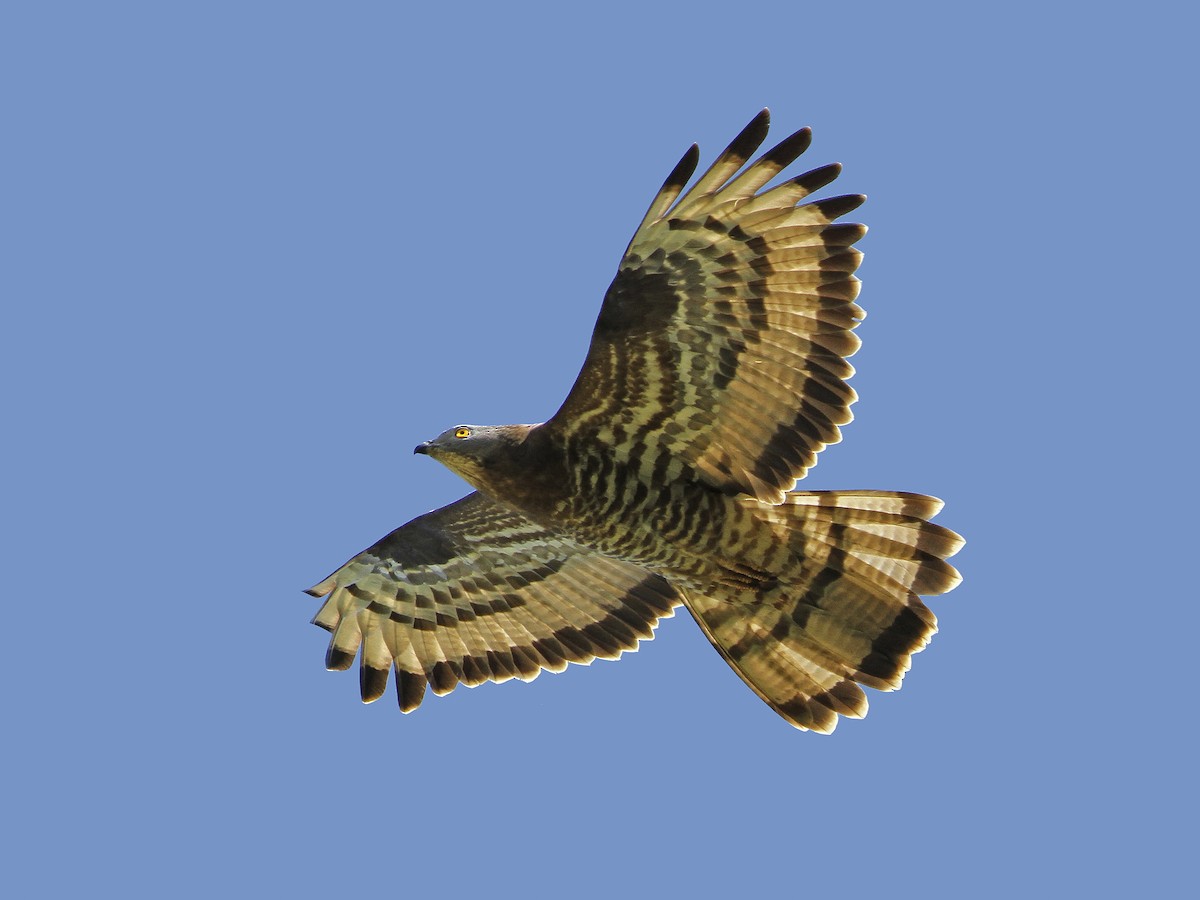 European Honey-buzzard - Pernis apivorus - Birds of the World, image size:1200x900