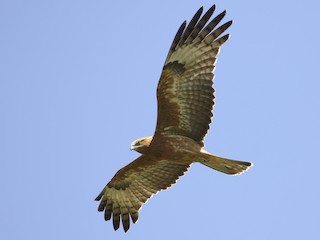  - Square-tailed Kite
