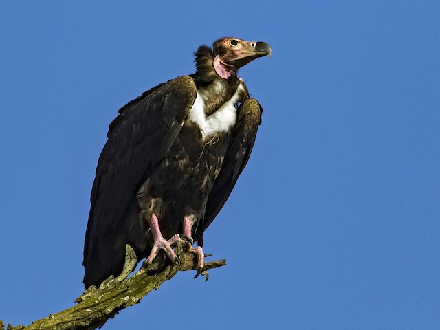 Photos - Red-headed Vulture - Sarcogyps calvus Birds of the World