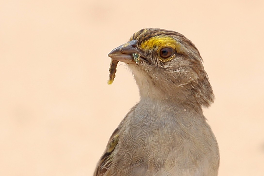 Yellow-browed Sparrow - ML193678561