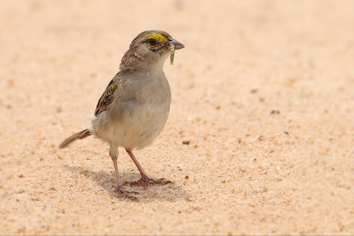 Yellow-browed Sparrow - ML193678641