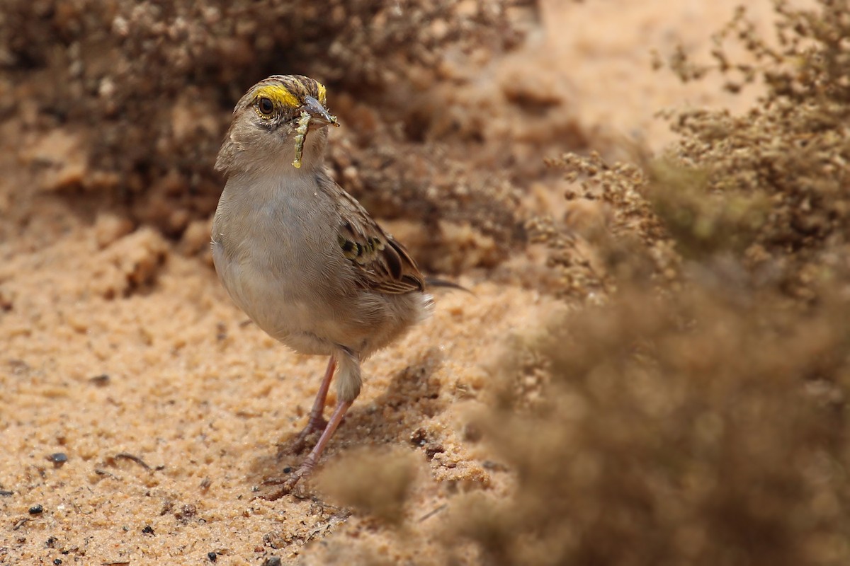 Yellow-browed Sparrow - ML193678651